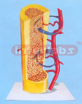 BONO DEMONSTRATION MODEL FOR, OSTEOPORSIS CAUSED BY CA MISSING